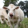 whitecow 的头像