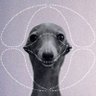taru's profile picture