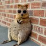 Quokka🇦🇺🏳️🌈🇺🇦🇮🇱's profile picture