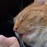 Profilbild von Keeper of the giant orange cat
