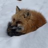 まどぎつね 的头像