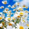 Цветы profil fotoğrafı