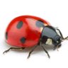 Фото профиля JayLadybug