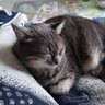 Profilbild von Annie DUB ⚜️ 🇨🇵⚖️☕🐓🐱♥️🇨🇵