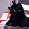 Salem The Cat 的头像