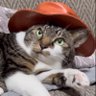 Cat Wif Hat $CHUCHU profil fotoğrafı