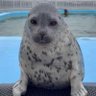 Profilbild von sealfan2904