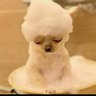 Marcelo's profile picture