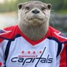 Otter profil fotoğrafı