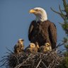 Фото профиля Patriot Mom