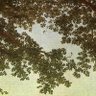 Arbor Zweig profil fotoğrafı