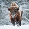 Wisent 的头像