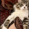 انيسه's profile picture