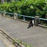 たまちゃん profil fotoğrafı