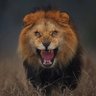 MLJ profil fotoğrafı