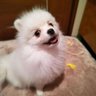 Go Saito🐕️🏠️🐕💨💨💨💨💩ハチワレ推し🤤 profil fotoğrafı