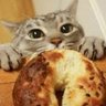 Profilbild von BrianLikesBagels