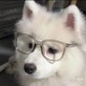 梓晴(封心锁爱版)'s profile picture