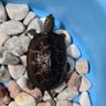 Фото профиля 🐢亀仙人🐢