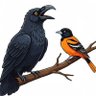 BaltimoreBirdhouseSports ็ๅคดๅ