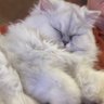 Profilbild von Sassycincinnati