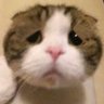 おむらいす's profile picture