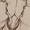 Profilbild von Dark Lord, DigiMortal