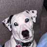 Ap0thegr8's profile picture