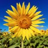 Фото профиля sunflower-0427