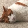 Farm Cat 🐱's profile picture