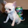 Profilbild von diet pepsi lime