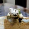 ponkichi's profile picture