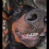 Mári Milo (Мама Добермана))))'s profile picture