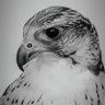 أستباح الجرح profil fotoğrafı