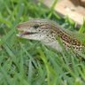 calangoVerde 💚 profil fotoğrafı