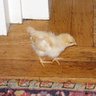 Profilbild von Chicken Little