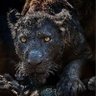 Mr Kassongo 😎🐗🐗's profile picture