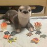 カワウソ愛好団体's profile picture