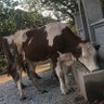 trapezos profil fotoğrafı