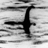 Loch Ness Monster’s daughter 的头像