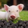 meme truffle pig profil fotoğrafı