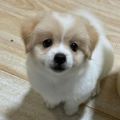 养成小狗's profile picture