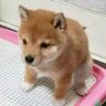 Profilbild von ひろまる( ・ᴗ・ )