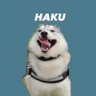 Profilbild von ハスキーの珀くん