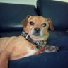 Chihuahua Enjoyer's profile picture