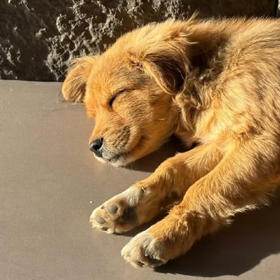CLO jubar's profile picture