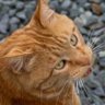 山田モル profil fotoğrafı