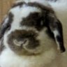 神様トンボみ〜つけた's profile picture