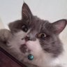 アナブルたち🐱 profil fotoğrafı