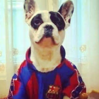 Bulldog culer's profile picture